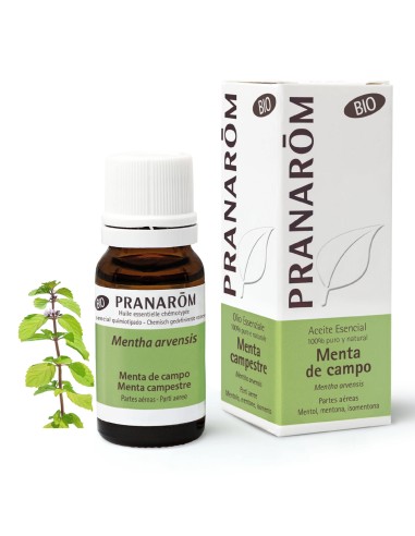 Aceite esencial, Menta de Campo, BIO, 10 ml - Pranarom.